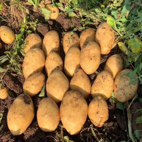 Agria kızartmalık patates